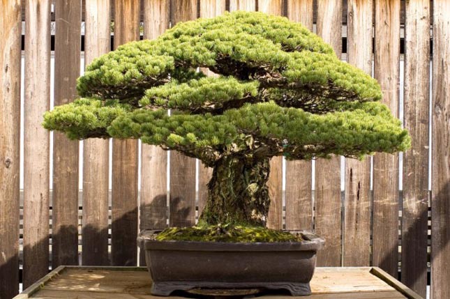 A 390 éves bonszai, ami túlélte Hirosimát is