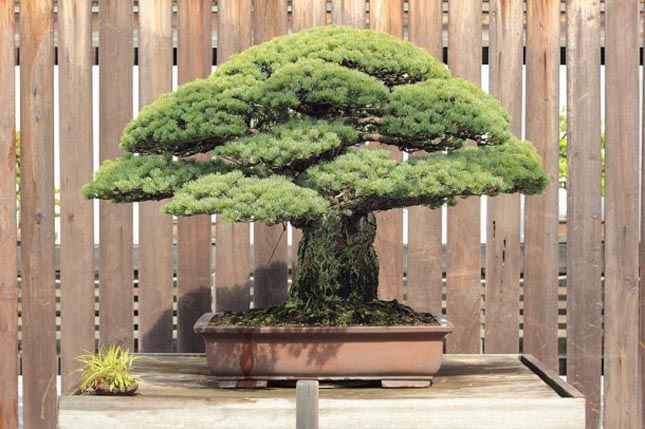 A 390 éves bonszai, ami túlélte Hirosimát is