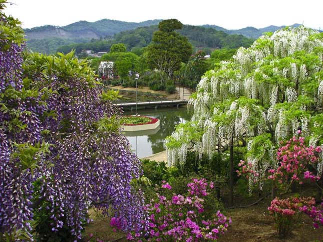 A csodálatos Ashikaga virág park