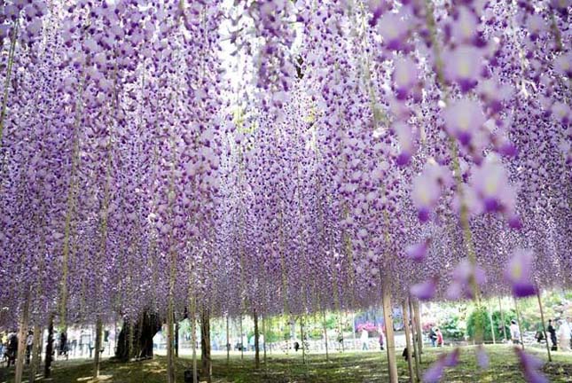 A csodálatos Ashikaga virág park