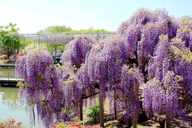 A csodálatos Ashikaga virág park