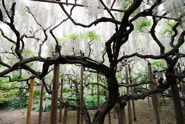 A csodálatos Ashikaga virág park