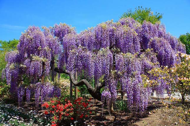 A csodálatos Ashikaga virág park