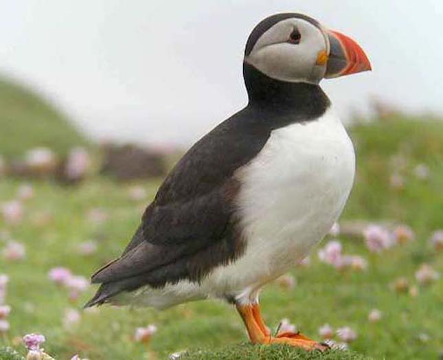 Bolygónk csodálatos madarai - Mindörökké Off