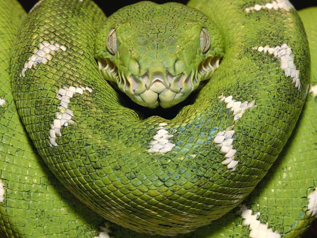 Amazonas