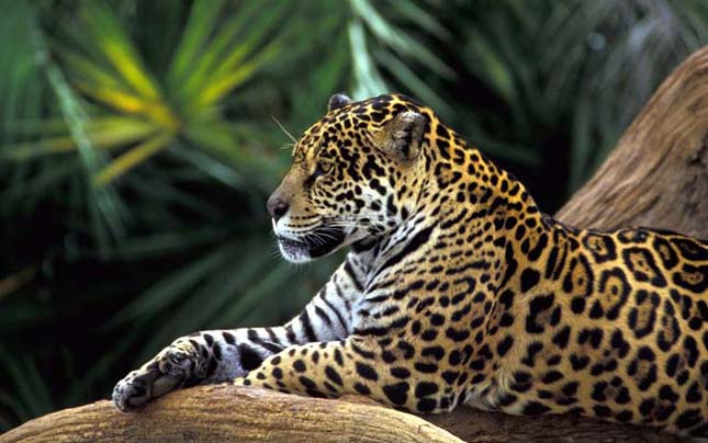 Amazonas
