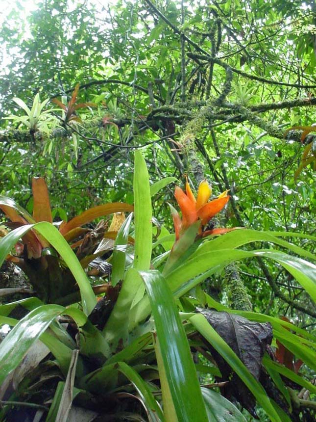 Amazonas