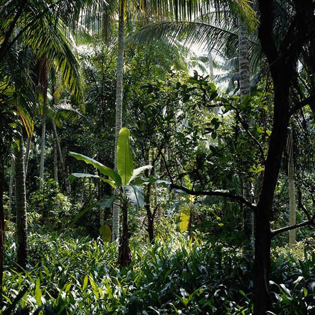 Amazonas