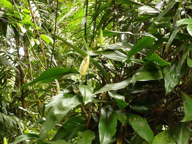 Amazonas