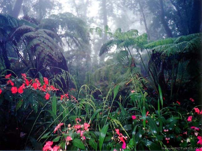 Amazonas