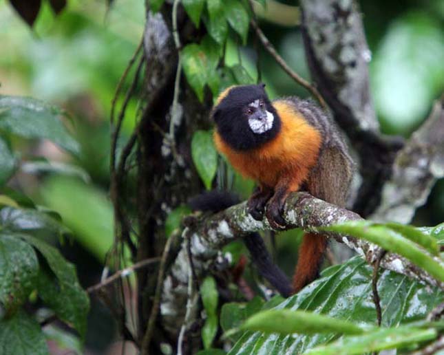 Amazonas