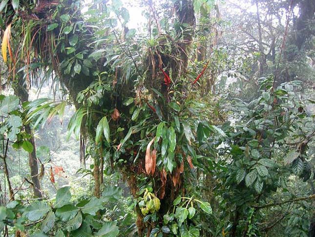 Amazonas