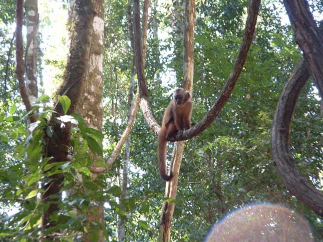 Amazonas