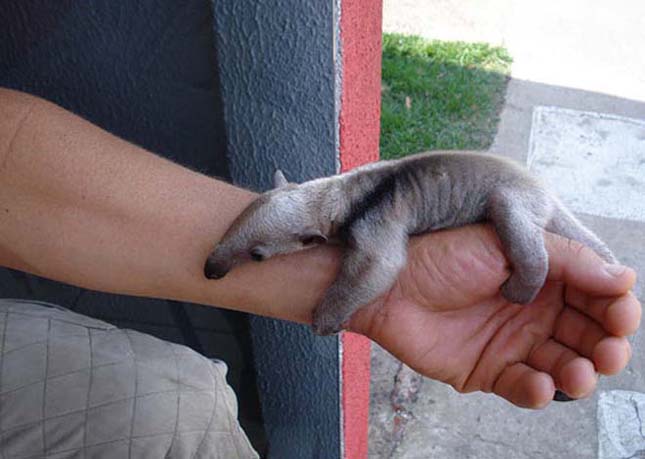 Imádnivaló, cuki kisállatok