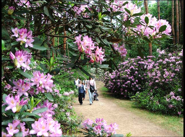 Jeli Arborétum
