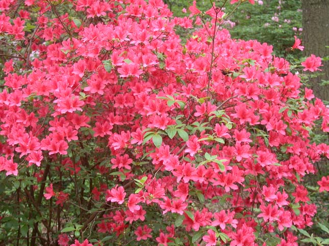 Jeli Arborétum