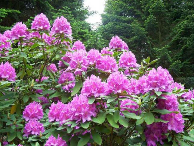 Jeli Arborétum