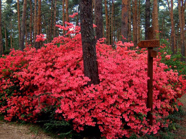 Jeli Arborétum
