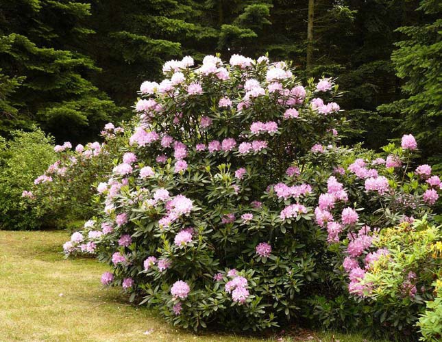 Jeli Arborétum