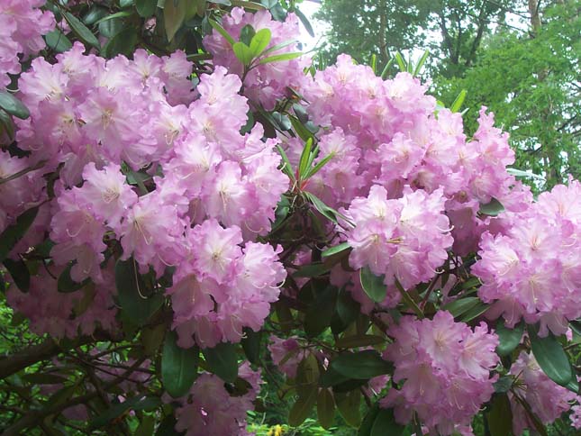 Jeli Arborétum