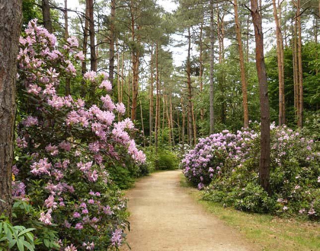 Jeli Arborétum