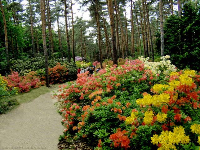 Jeli Arborétum
