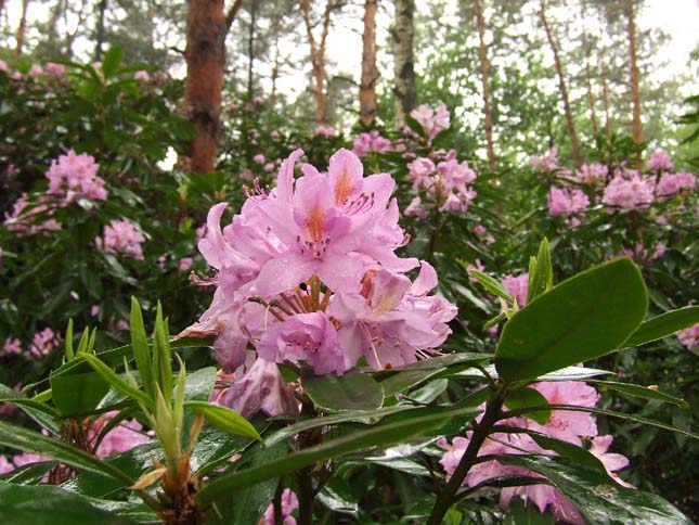 Jeli Arborétum