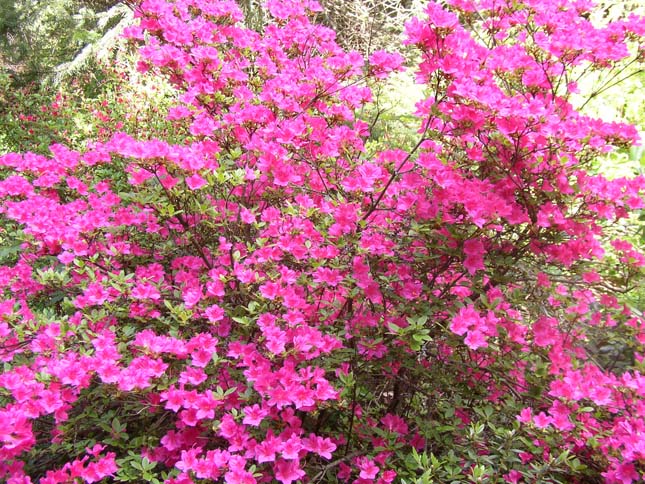 Jeli Arborétum