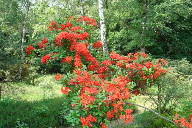 Jeli Arborétum