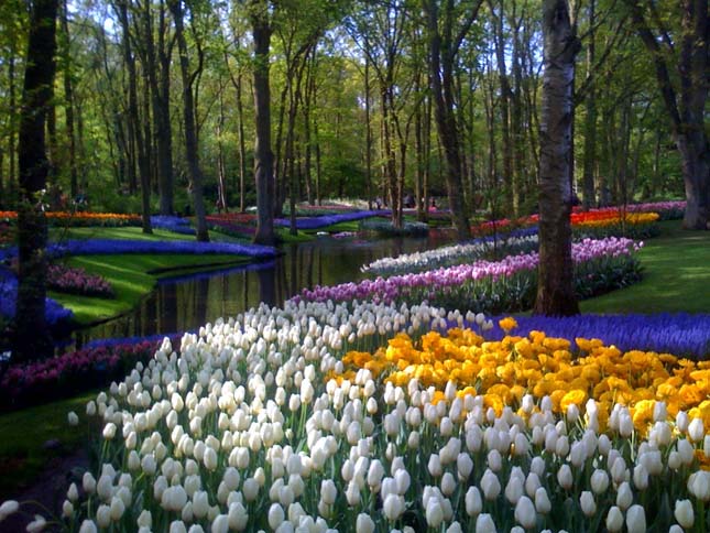 Keukenhof, tulipánkert Hollandiában