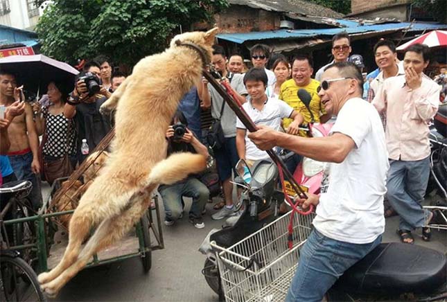 Kutyák kínzása a kínai Jülin városi kutyafesztiválon