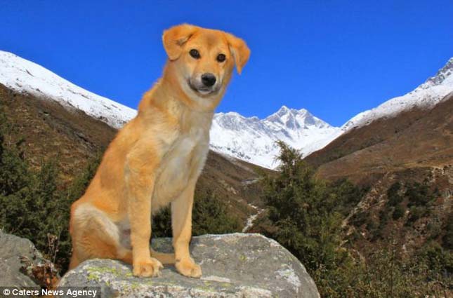 Rúpia, a hegymászó kutya