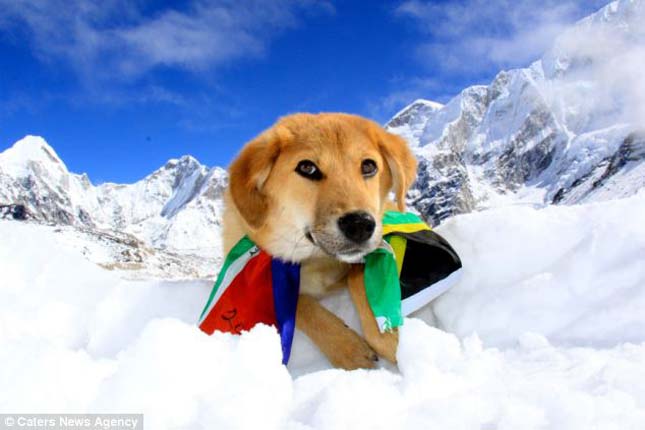 Rúpia, a hegymászó kutya