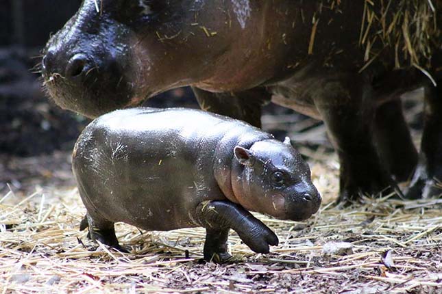 Törpe víziló született egy ausztrál állatkertben