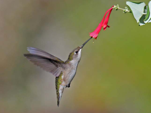 Tüzestorkú kolibri