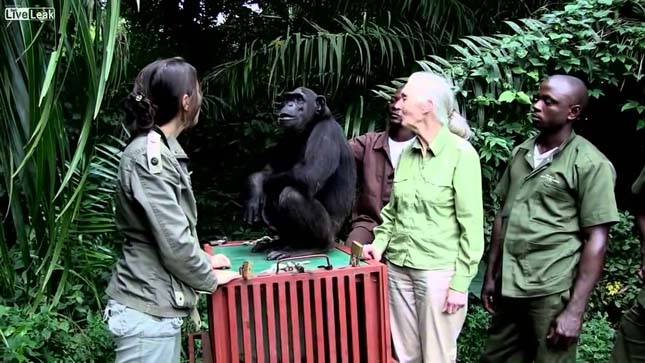Wounda csimpánz