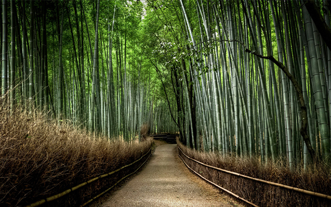 Bambusz erdők – Kyoto, Japán