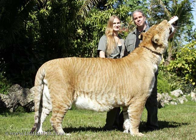 Liger