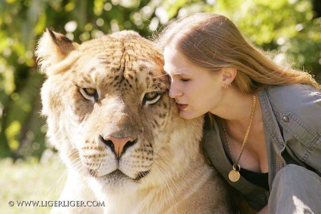 Liger