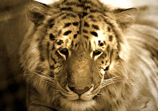Liger