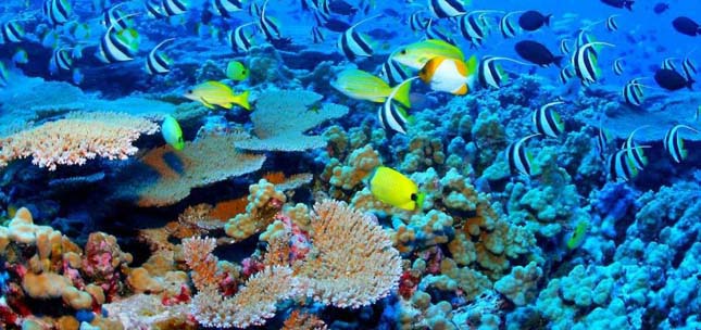 Nagy-korallzátony
