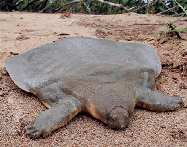 Cantor lágyhéjú teknős