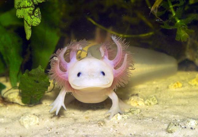 Axolotl