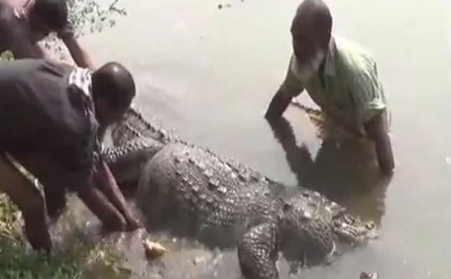 Halálra etették a 100 éves krokodilt