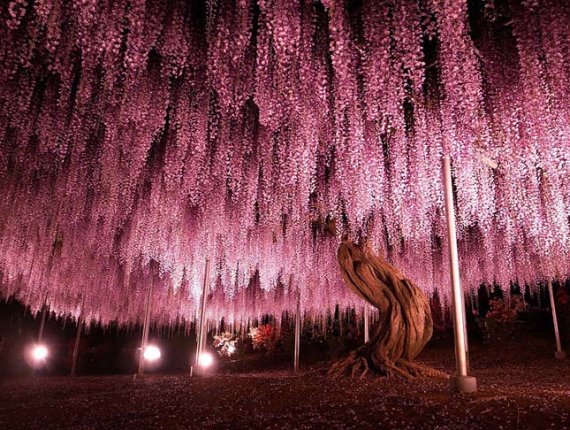 Ashikaga virágpark