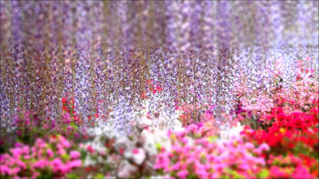 Ashikaga virágpark