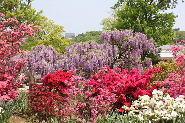 Ashikaga virágpark