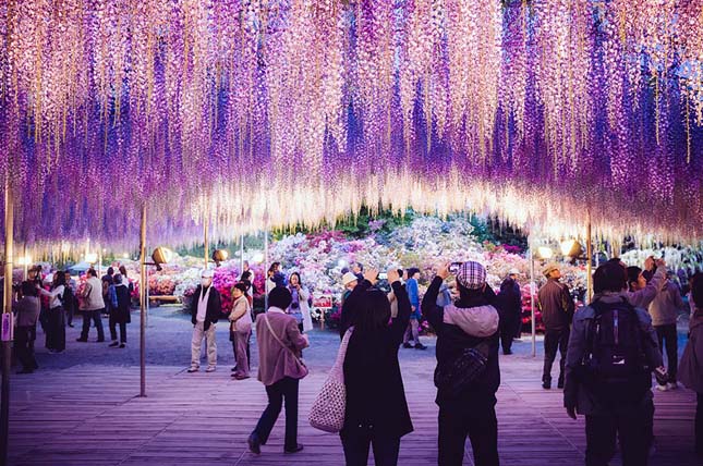 Ashikaga virágpark