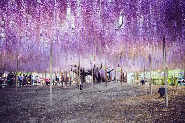 Ashikaga virágpark