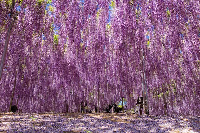 Ashikaga virágpark